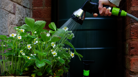 Hand met waterslang die water geeft aan een plant uit een regenton.