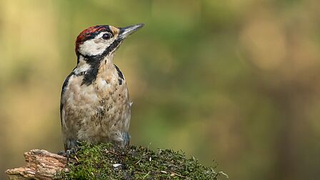 Een drukbezochte bijeenkomst in een grote zaal met een scherm op de achtergrond. Een man in een donker pak en een naamkaartje reikt een microfoon aan een persoon in het publiek, die zich omdraait om te spreken. De zaal is gevuld met mensen die aandachtig luisteren. 
