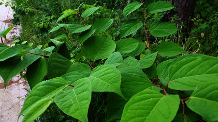 Close up van het blad van de Japanse duizendknoop