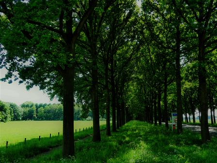 Berm met 2 rijen bomen aan de Koelaan