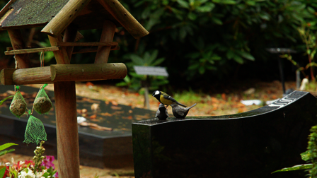 koolmeesje op grafsteen