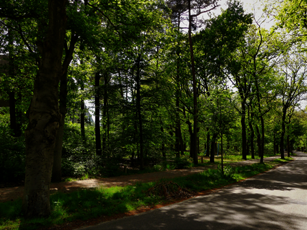 Bomen aan Hoog Kanje