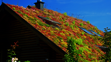 Sedumplantjes op een schuin dak.
