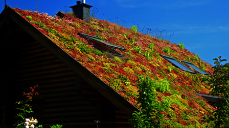 Sedumplantjes op een schuin dak.