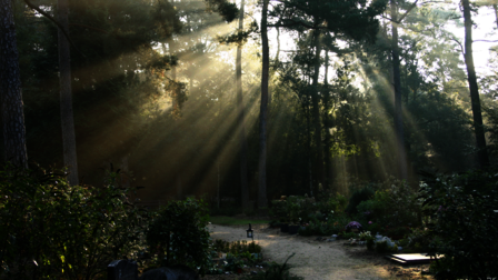 parklandschap met graven met prachtige zonnestralen