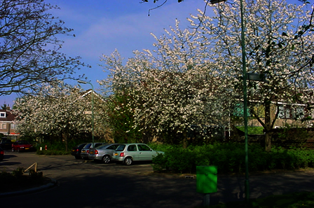 Bloesembomen in Couwenhoven