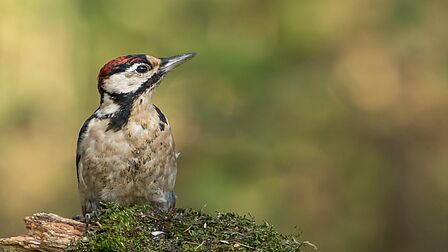 Luchtfoto van sportpark Blikkenburg met diverse voetbalvelden, een atletiekbaan, tennisbanen en bijbehorende gebouwen. Het sportpark ligt in een groene omgeving met bossen, weilanden en woonwijken aan de randen. De velden zijn duidelijk ingedeeld en verbonden via paden en toegangswegen. 